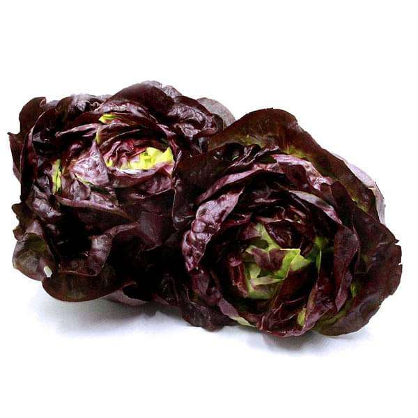 Lettuce Butter Head Red Vegetable Seeds